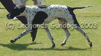 Limit Dog